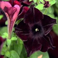 Marisco_Belem_Black_Velvet