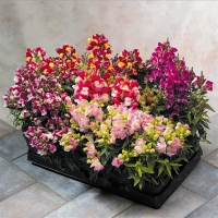 FLORAL_SHOWERS_BICOLOR_MIX