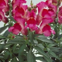 FLORAL_SHOWERS_FUSCHIA