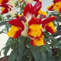 FLORAL_SHOWERS_RED_YELLOW
