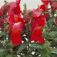 FLORAL_SHOWERS_SCARLET