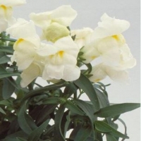 FLORAL_SHOWERS_WHITE