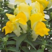 FLORAL_SHOWERS_YELLOW