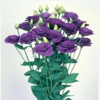 Mariachi_Blue
