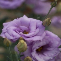 Mariachi_Lavender