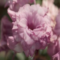 Mariachi_Lilac_Picotee