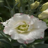 Mariachi_Pink_Picotee