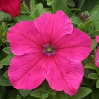 Bright_Rose