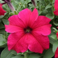 Deep_Rose