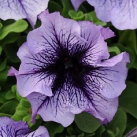 Vein_Blue
