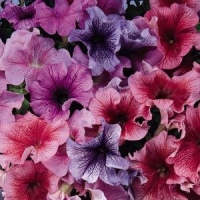 Vein_Mix