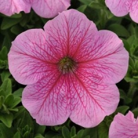 Vein_Pink