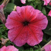 Vein_Red