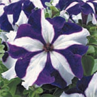 blue-star