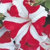 red-star