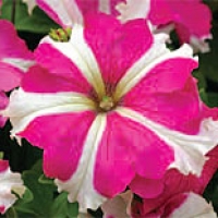 rose-star
