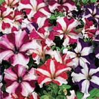star-mix