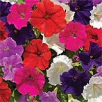 picobella-mix