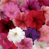 Multiflora_Mix