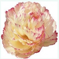 Rose_Pink_Shades_F1