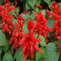 Salvia_Red