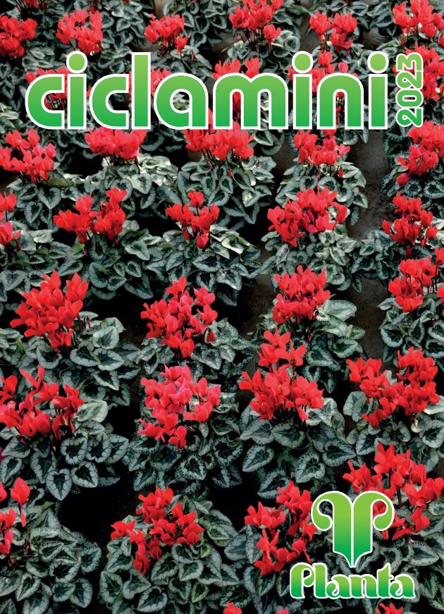 ciclamini2023planta