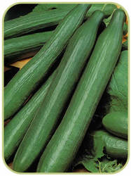 prestige-telegraph-f1