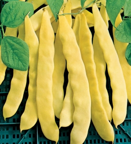 super-nano-giallo