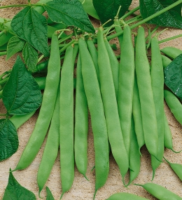 green-crop-usa