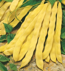 meraviglia-di-venezia-black-seed