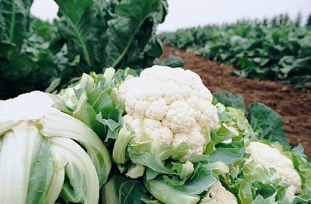 plessi-f1-pericles-f1