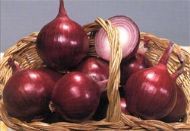 rossana-isi-rossa-di-firenze