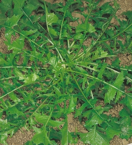 selvatica-da-campo