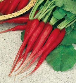 candela-di-fuoco-scarlet