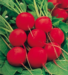 beret-gigante-siculo