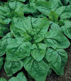 winter-giant-gigante-de-inverno