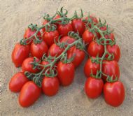 pixel-f1-tmvvf0-1-isi