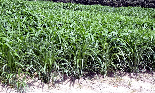 sorgo